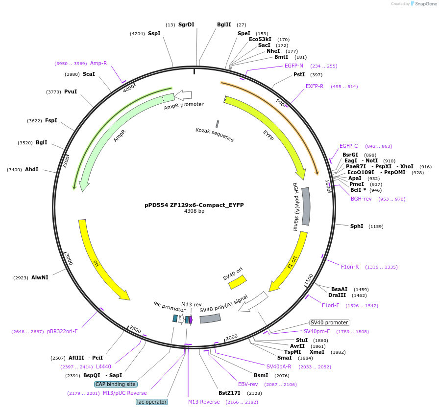 138868-plasmid-map-sequence-id-322593