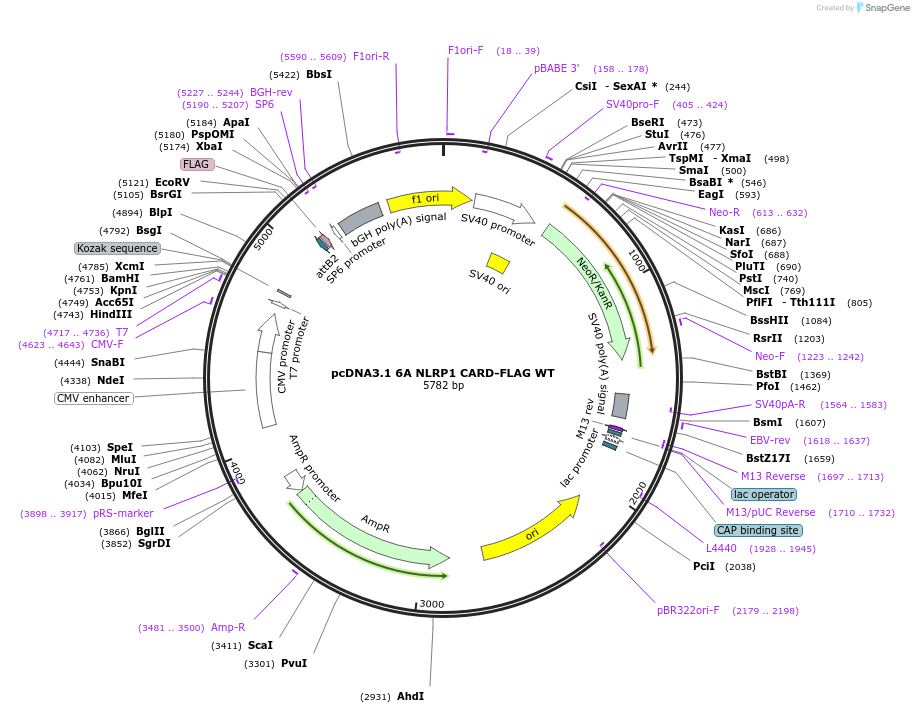 163978-plasmid-map-sequence-id-322628