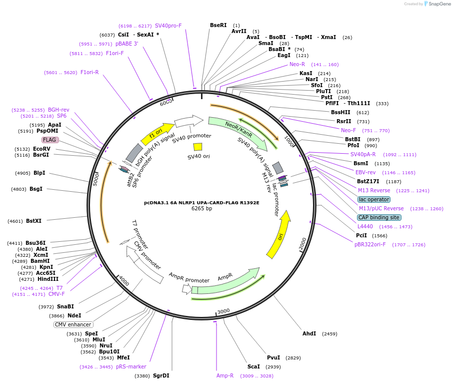 163981-plasmid-map-sequence-id-322631