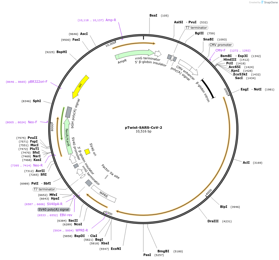 164435-plasmid-map-sequence-id-322650