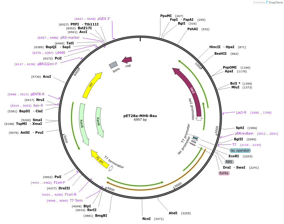 163911-plasmid-map-sequence-id-322667
