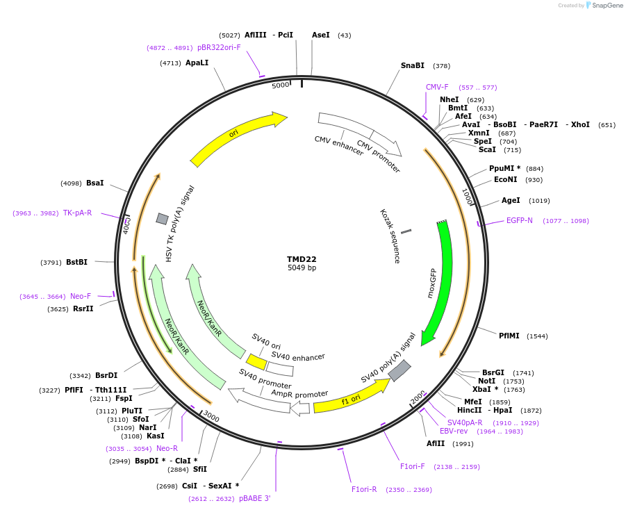 163677-plasmid-map-sequence-id-322682