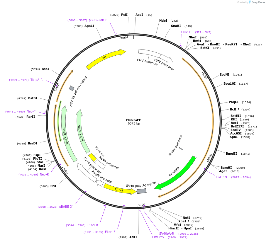 163654-plasmid-map-sequence-id-322771