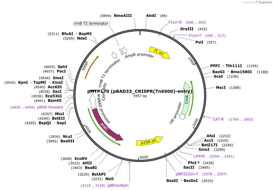 164263-plasmid-map-sequence-id-322779
