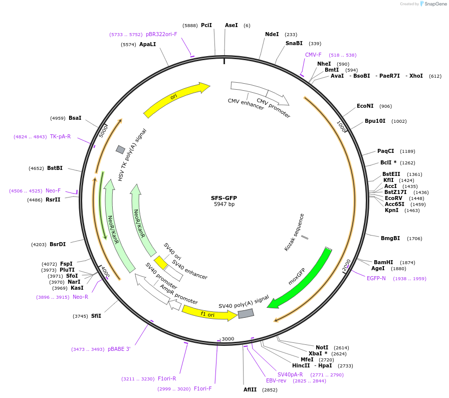 163655-plasmid-map-sequence-id-322781