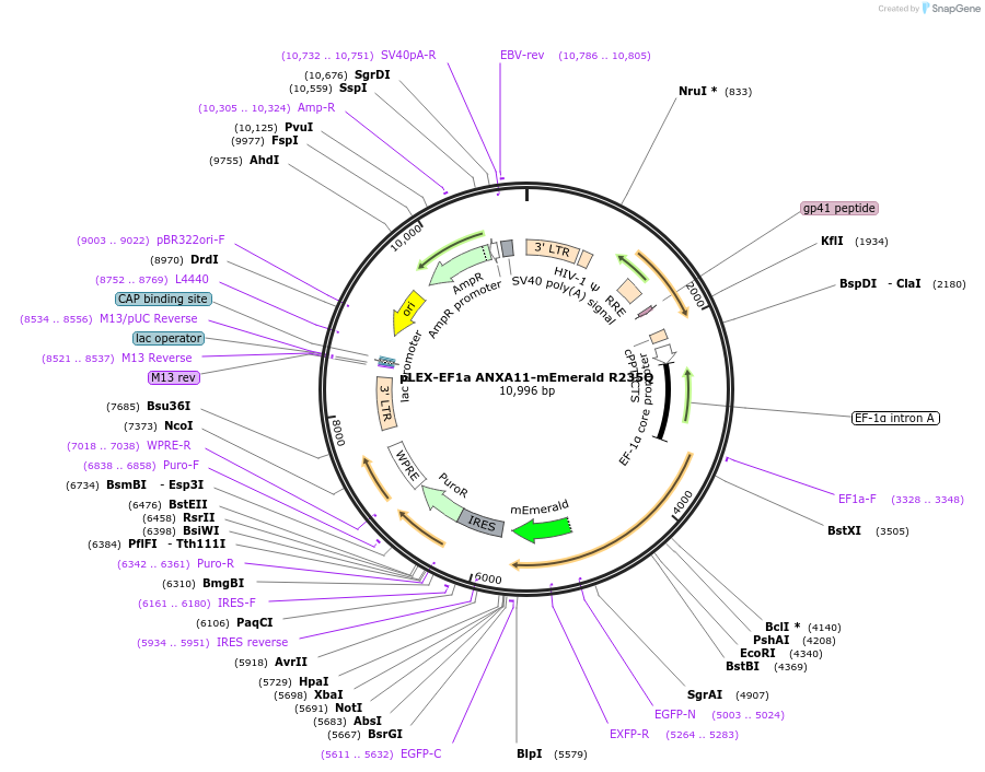 164212-plasmid-map-sequence-id-322783