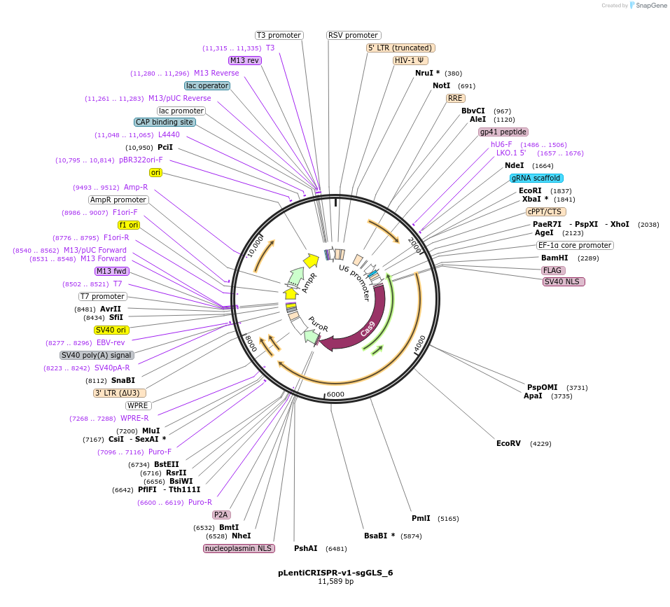163460-plasmid-map-sequence-id-322788