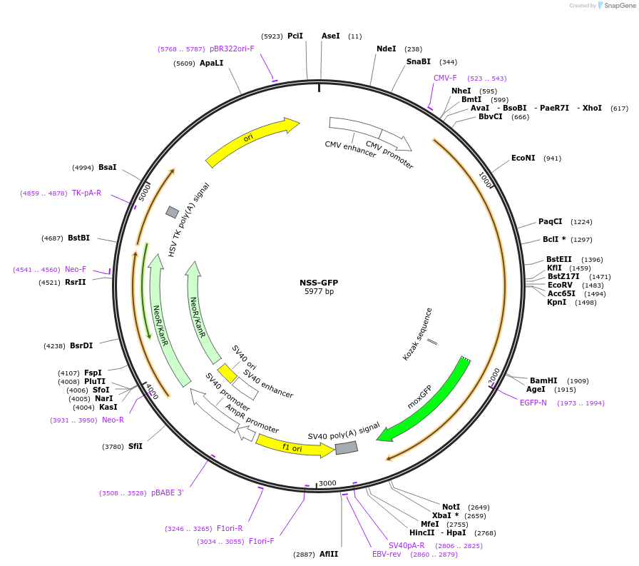 163661-plasmid-map-sequence-id-322793
