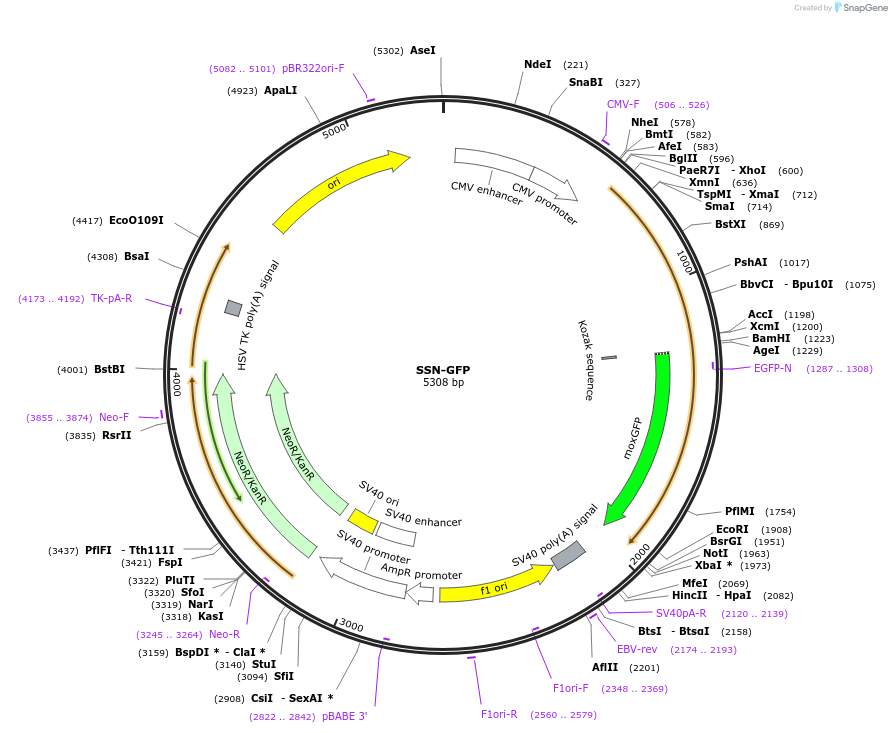 163663-plasmid-map-sequence-id-322796