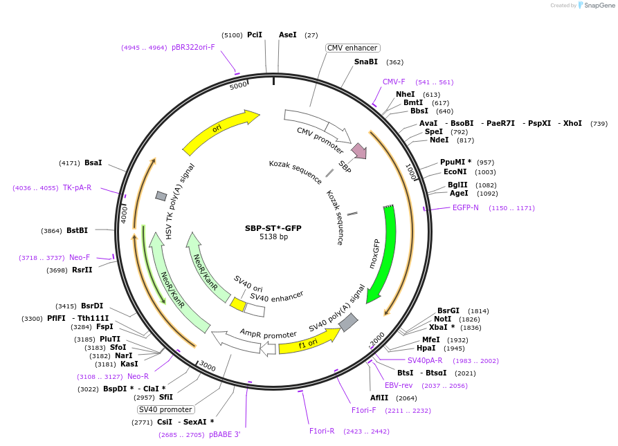 163668-plasmid-map-sequence-id-322801