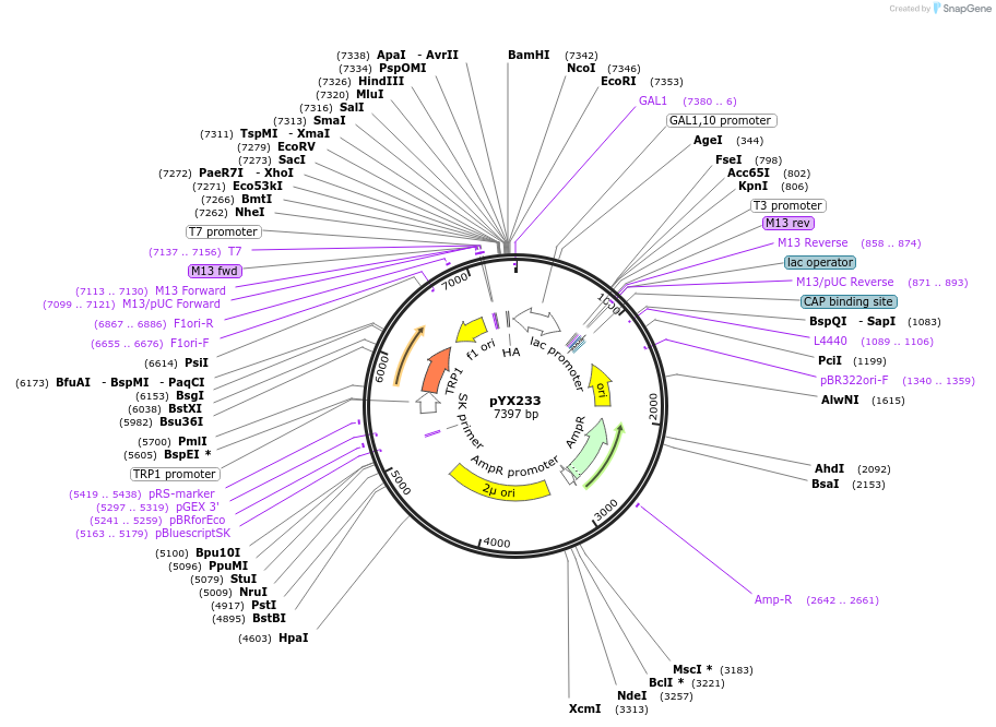 163762-plasmid-map-sequence-id-322804