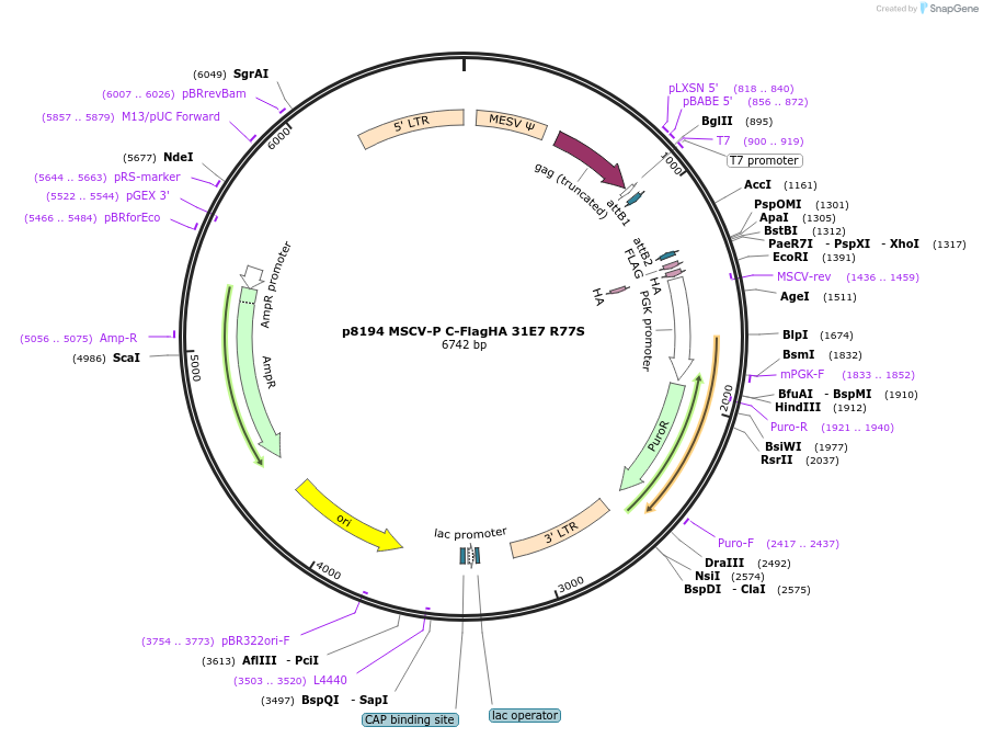 163308-plasmid-map-sequence-id-322809