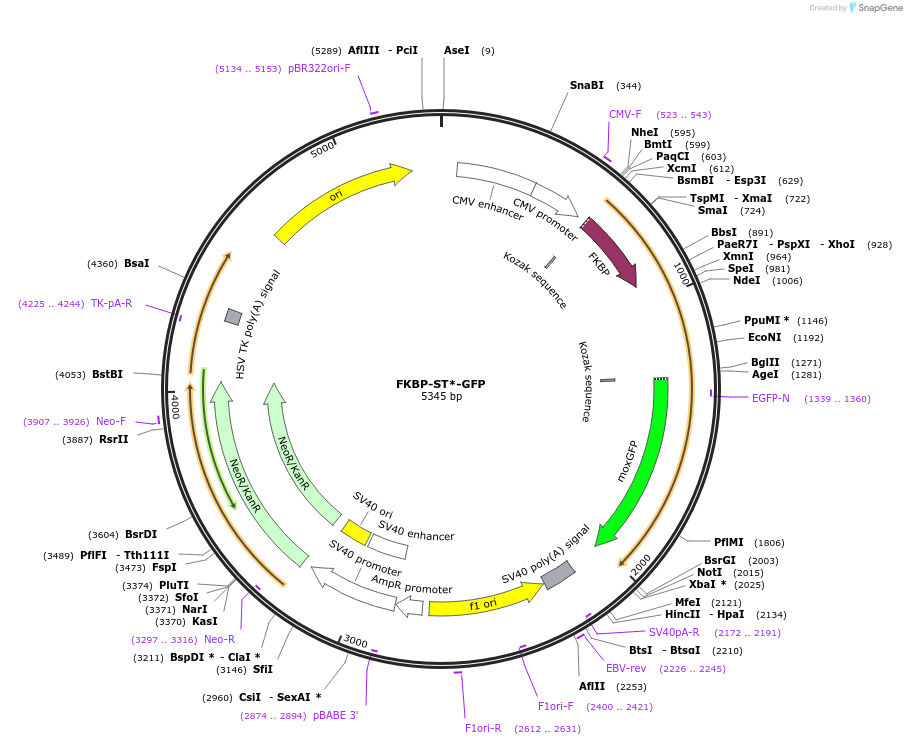 163669-plasmid-map-sequence-id-322815