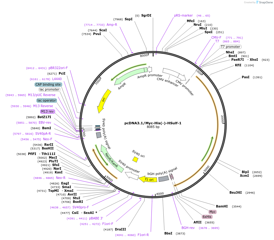 13003-plasmid-map-sequence-id-322824