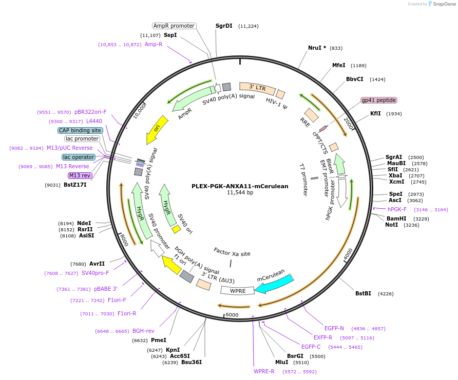 164214-plasmid-map-sequence-id-322826