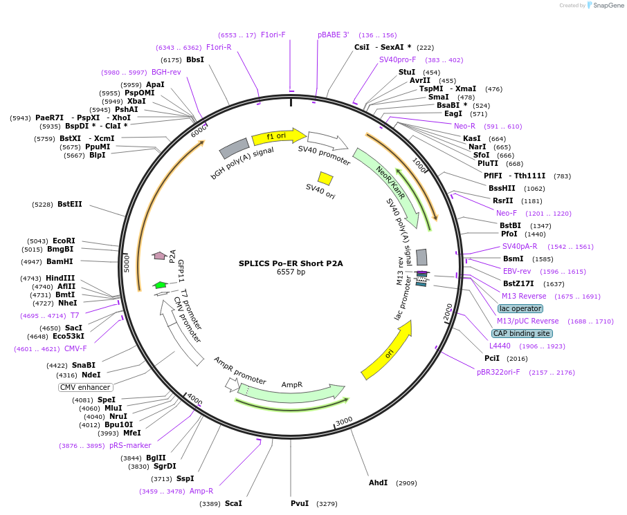 164114-plasmid-map-sequence-id-322840