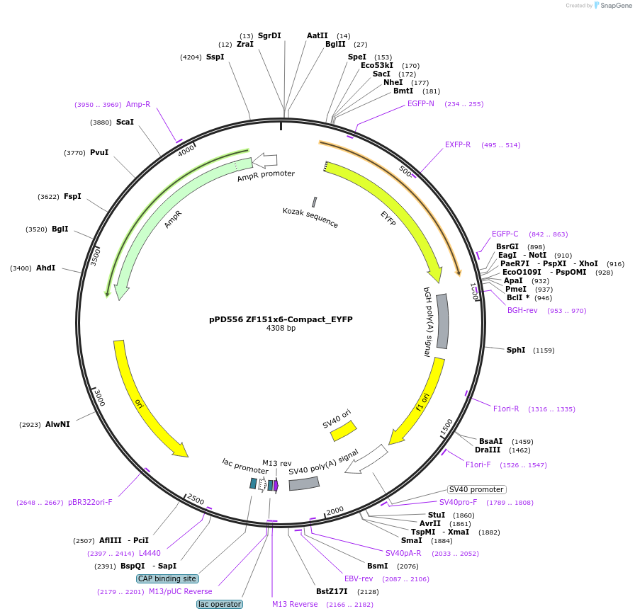 138870-plasmid-map-sequence-id-322852