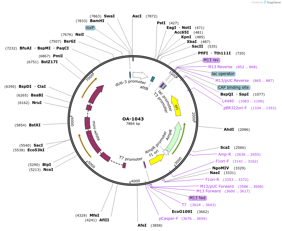 164586-plasmid-map-sequence-id-322854