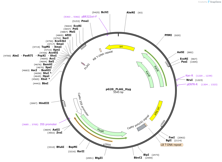 159713-plasmid-map-sequence-id-322860