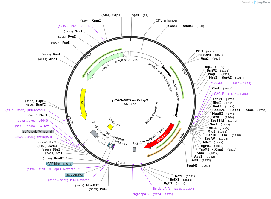 164093-plasmid-map-sequence-id-322866