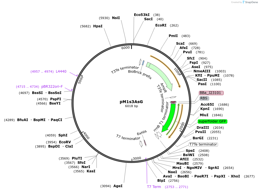 137921-plasmid-map-sequence-id-322876