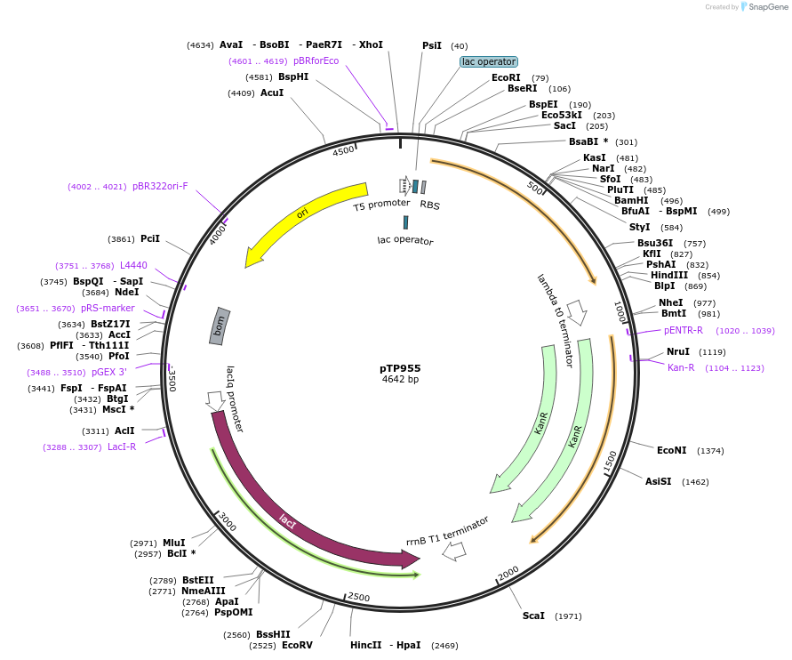 104164-plasmid-map-sequence-id-322877