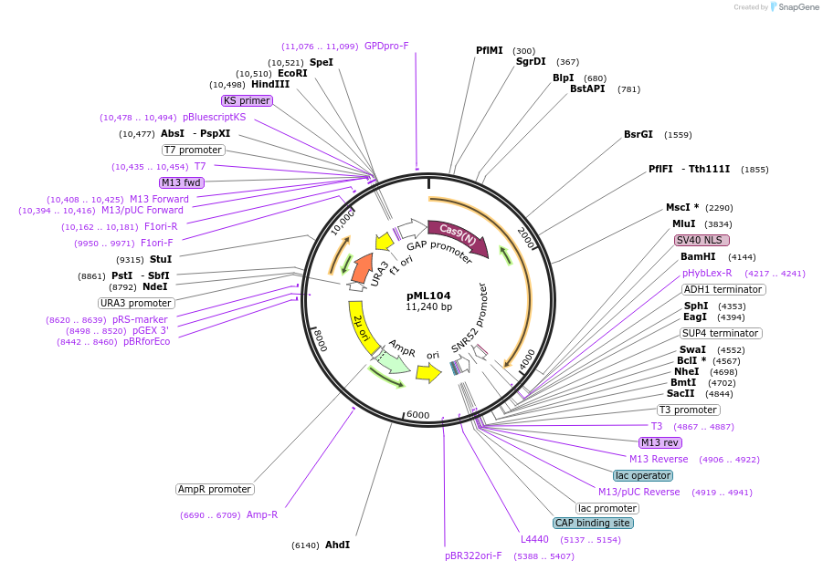 67638-plasmid-map-sequence-id-322882