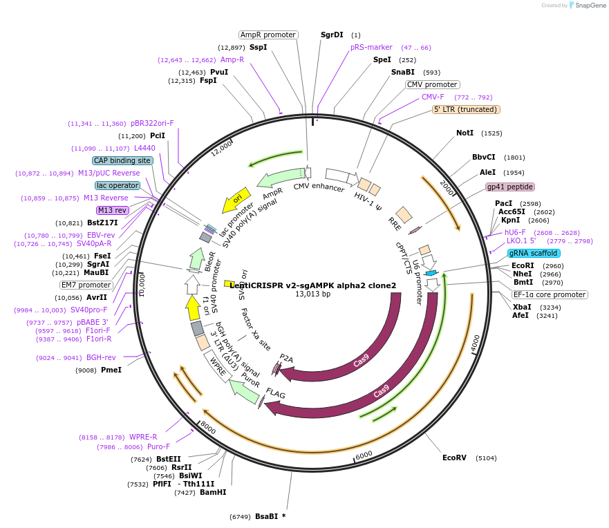162123-plasmid-map-sequence-id-322885