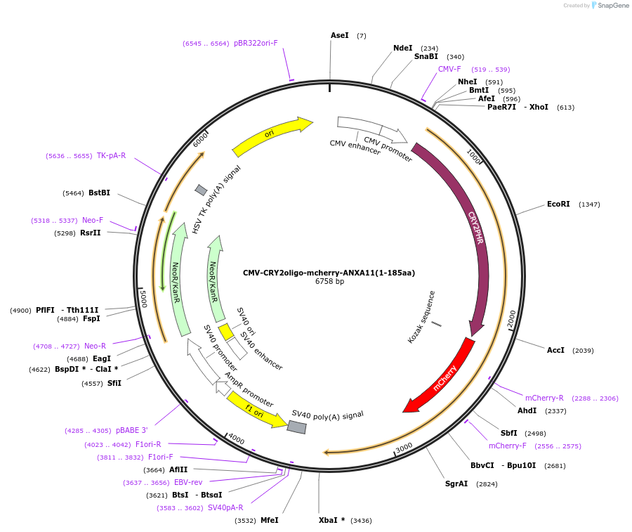 164207-plasmid-map-sequence-id-322887