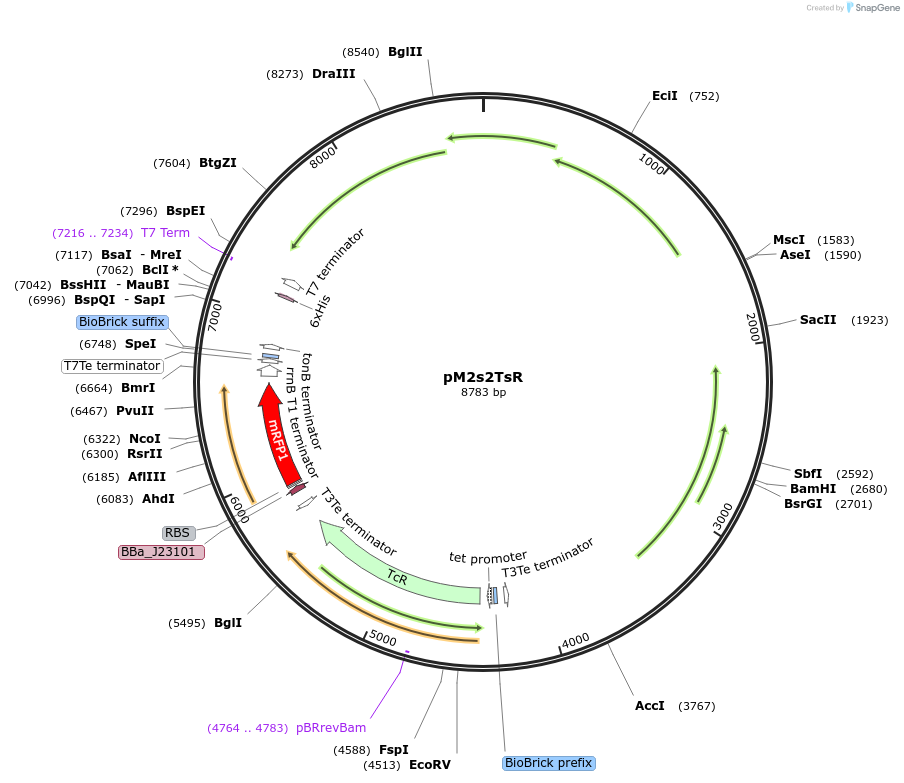 137923-plasmid-map-sequence-id-322897