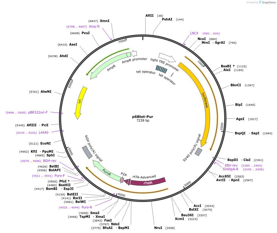 60507-plasmid-map-sequence-id-322901