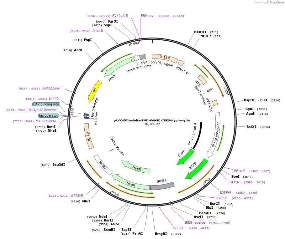 134866-plasmid-map-sequence-id-322914