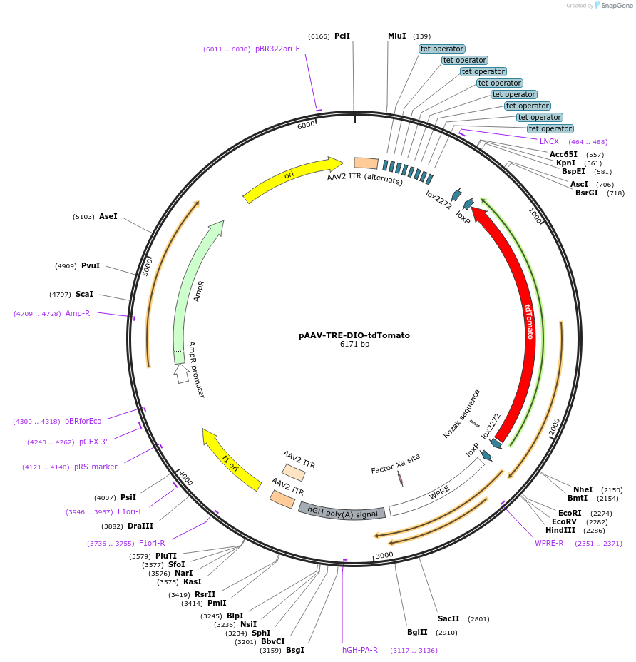 99116-plasmid-map-sequence-id-322915