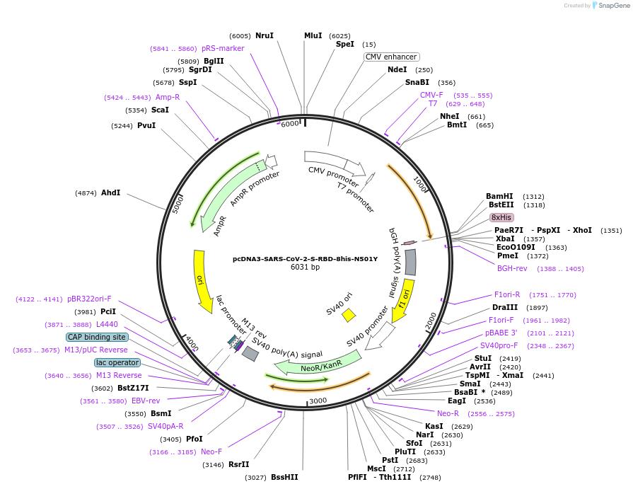 164845-plasmid-map-sequence-id-322928