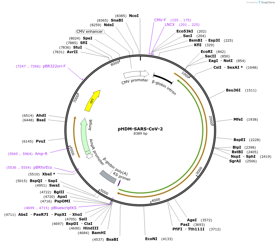 164433-plasmid-map-sequence-id-322930