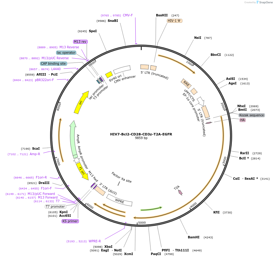 163465-plasmid-map-sequence-id-322933