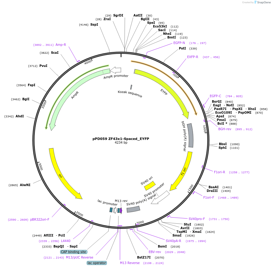 138874-plasmid-map-sequence-id-322948