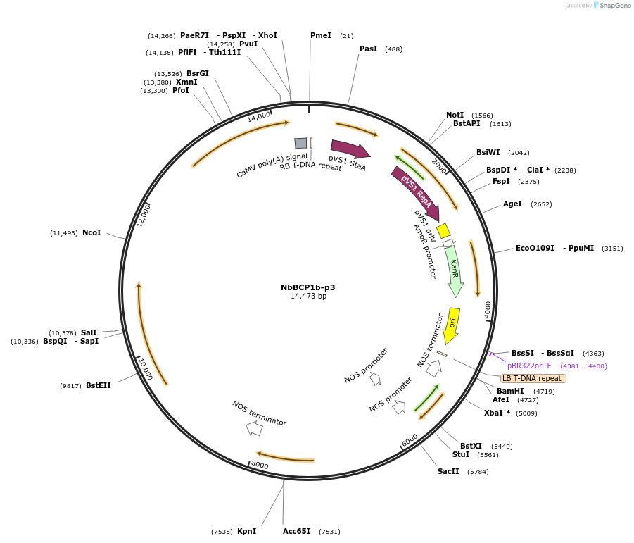 160002-plasmid-map-sequence-id-323033