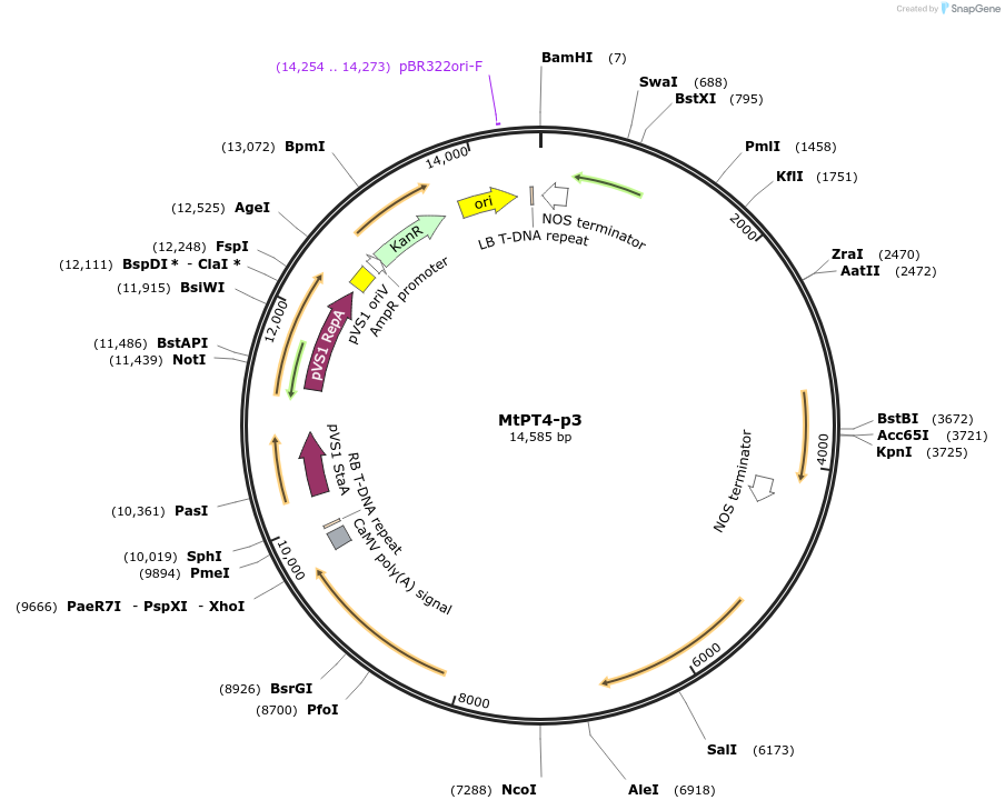 160003-plasmid-map-sequence-id-323050