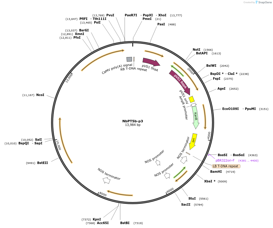 160001-plasmid-map-sequence-id-323057