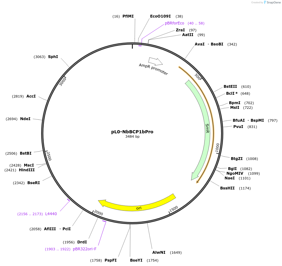 159417-plasmid-map-sequence-id-323167