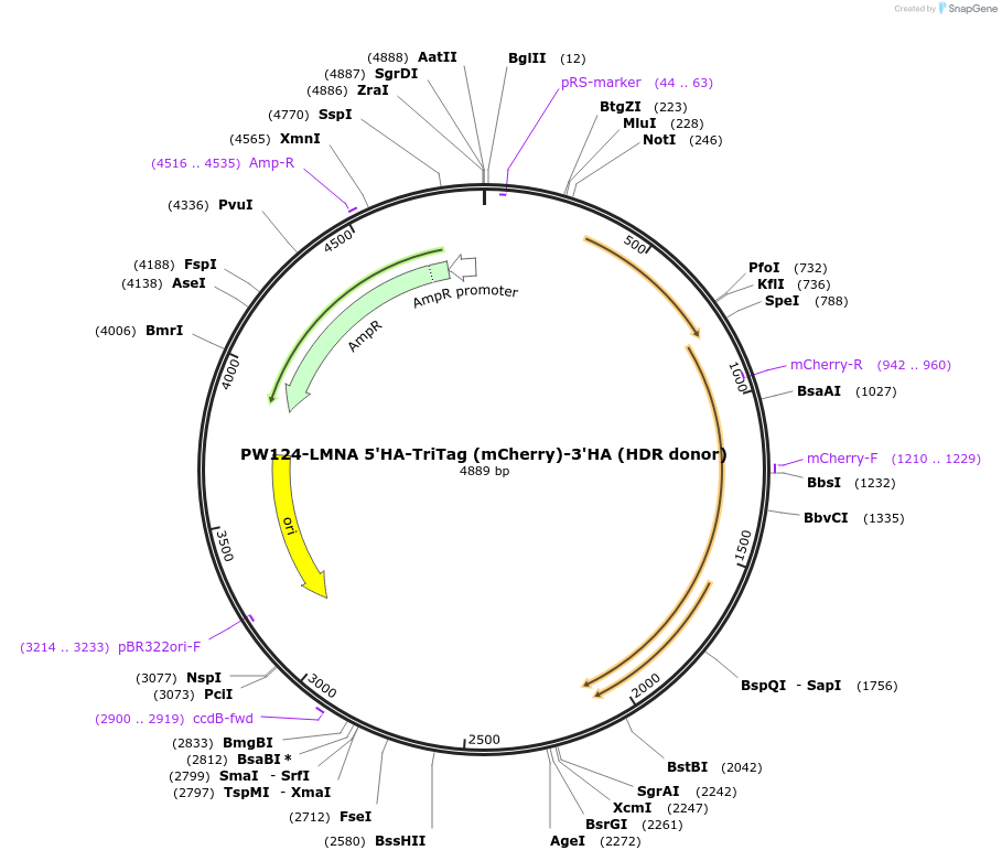 164047-plasmid-map-sequence-id-323203