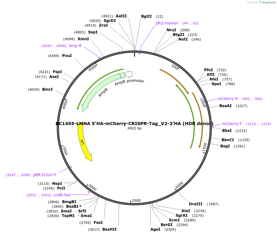 164042-plasmid-map-sequence-id-323220