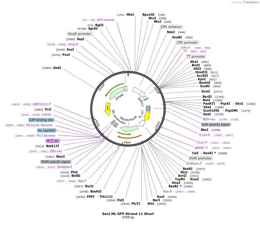 164121-plasmid-map-sequence-id-323243