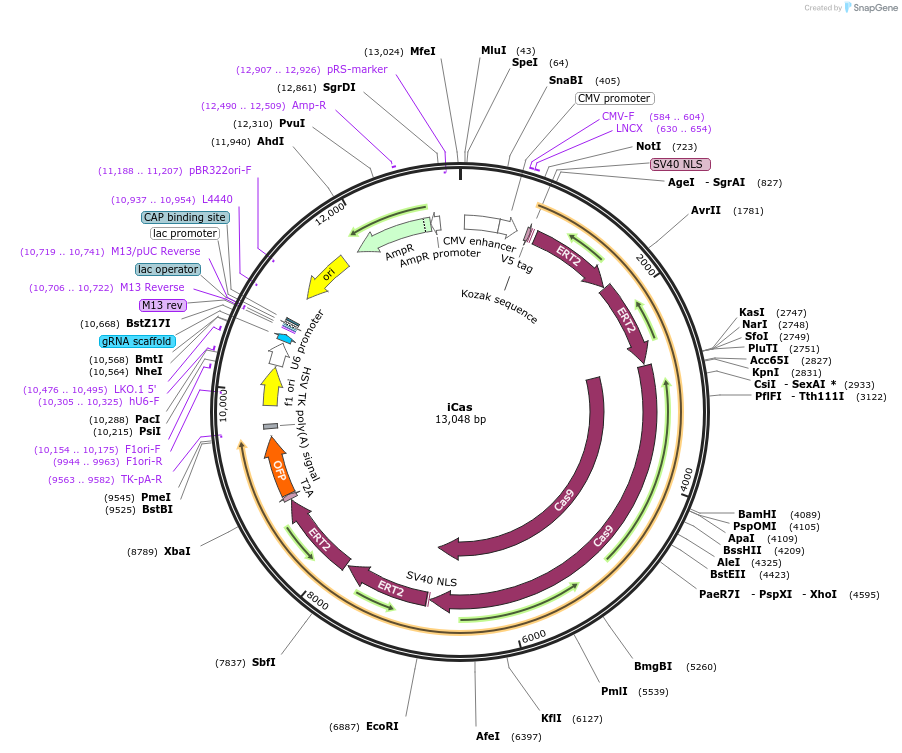84232-plasmid-map-sequence-id-323254