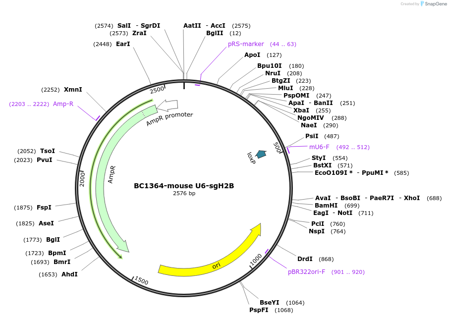 164043-plasmid-map-sequence-id-323255