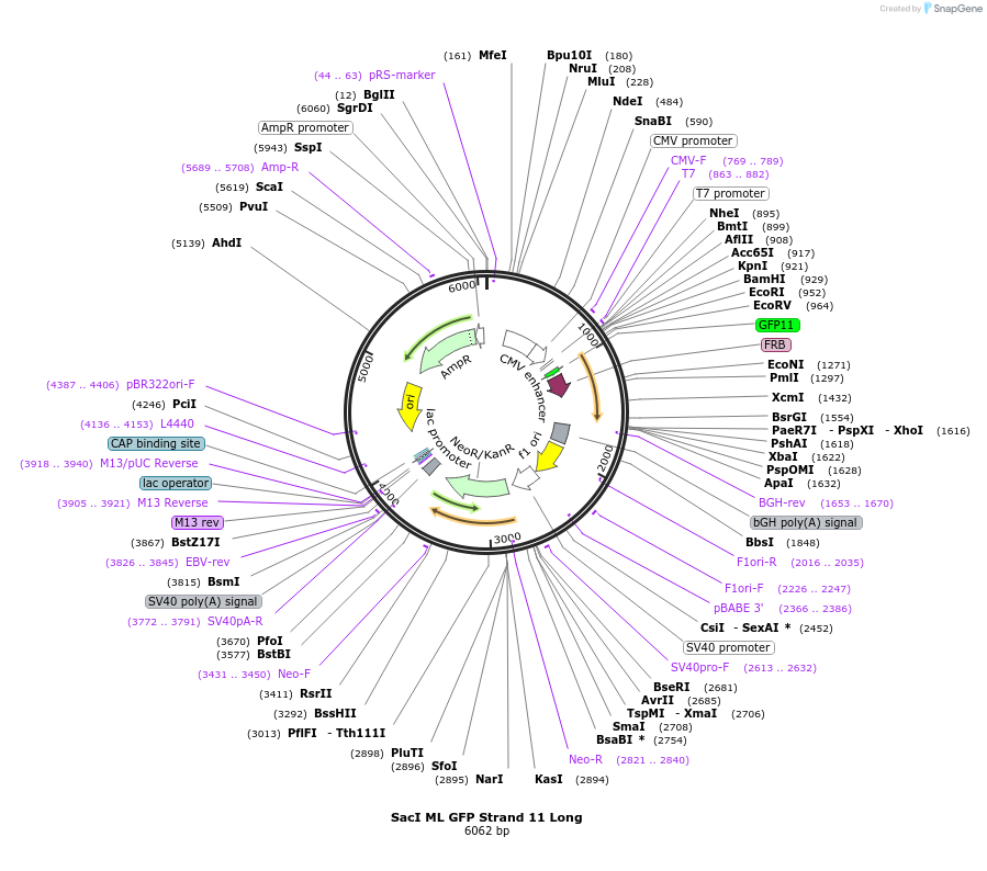 164120-plasmid-map-sequence-id-323256
