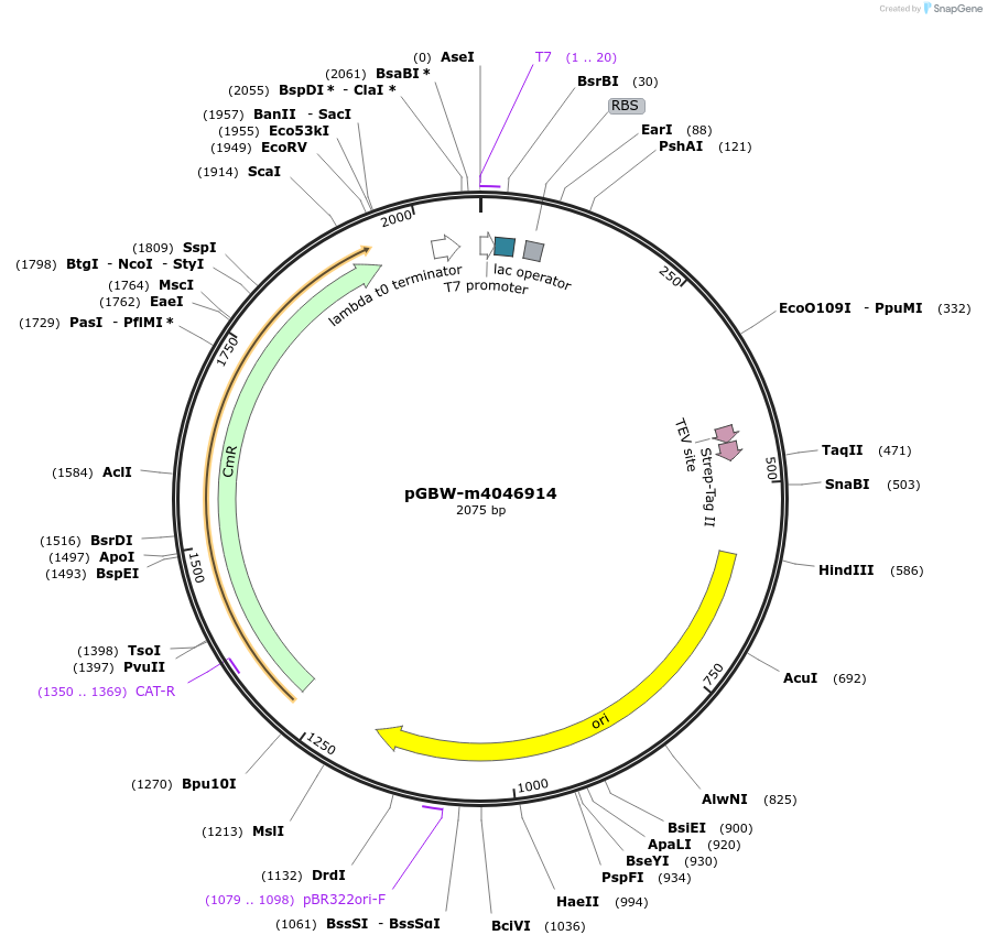 145738-plasmid-map-sequence-id-323301
