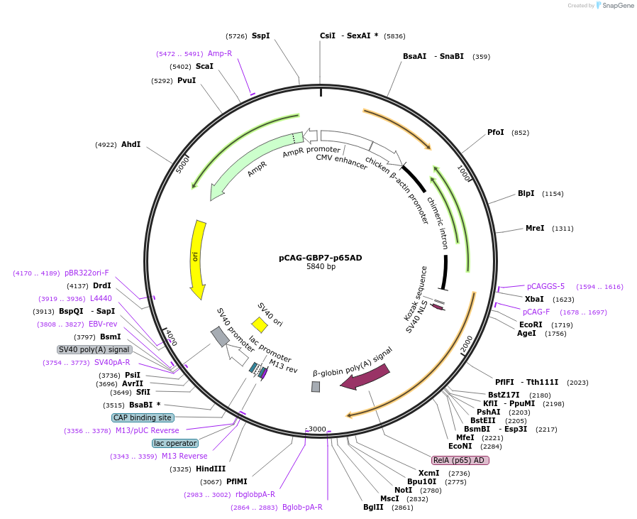 49441-plasmid-map-sequence-id-323309