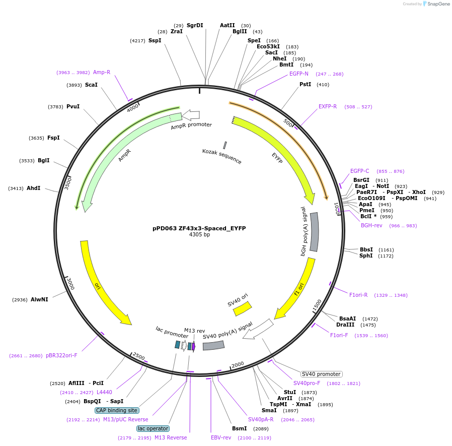138876-plasmid-map-sequence-id-323338